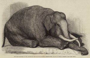 動物学園、リージェンツパークの庭園で死んだ象 作： George Landseer